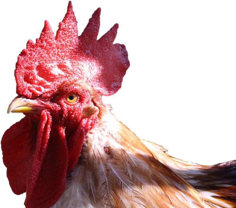 Chicken Head Transparent Background (1095x730), Png Download