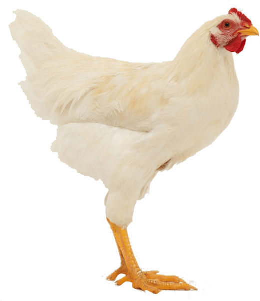 Tante-door - Kip Transparant (525x614), Png Download