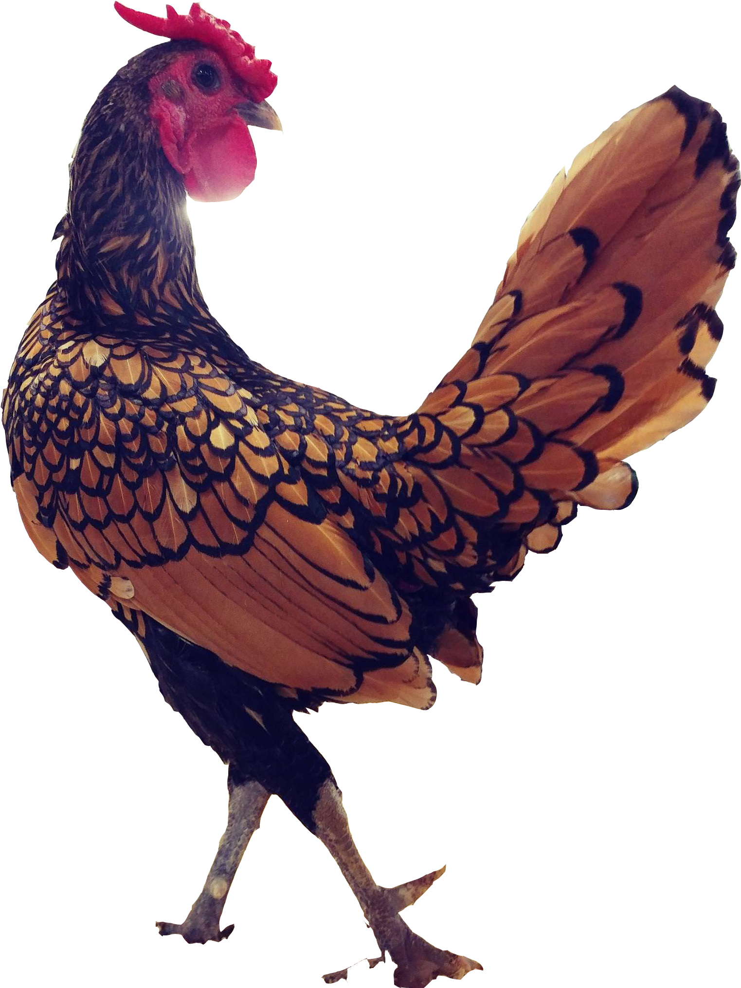 Chicken - Rooster (2095x2794), Png Download
