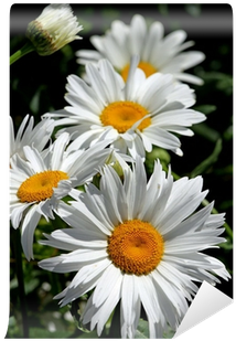 Large White Flower Daisies With Pure White Petals Wall - Flores De Margaritas De Colores (400x400), Png Download