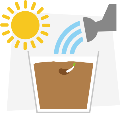Weed Clipart Water - Seed Absorbs Water From The Soil (500x415), Png Download