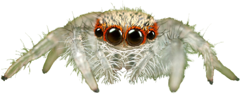 Jumping Spider Transparent Background Png - Jumping Spider Transparent (1024x683), Png Download