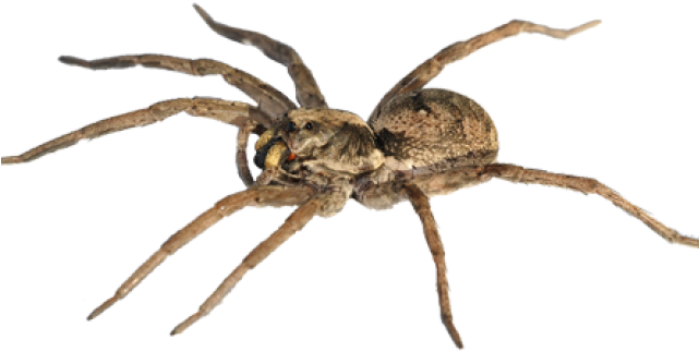 Spider Png Transparent Images - Wolf Spider (640x480), Png Download
