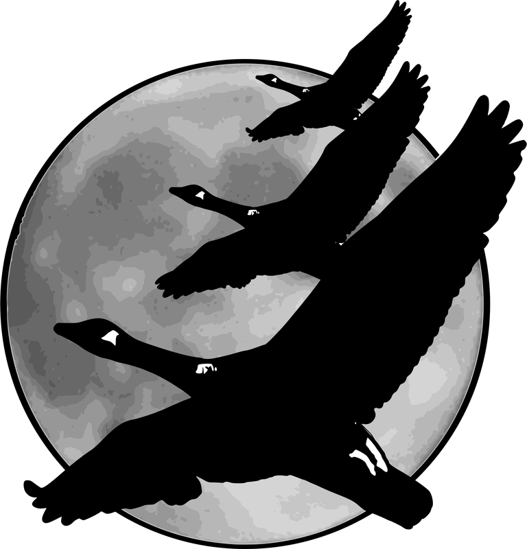 A History Of Getting Things Wrong - Canadian Geese Shower Curtain (768x800), Png Download