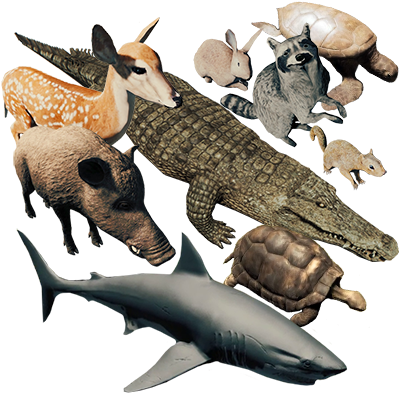 All Animals In The Forest Game (400x400), Png Download