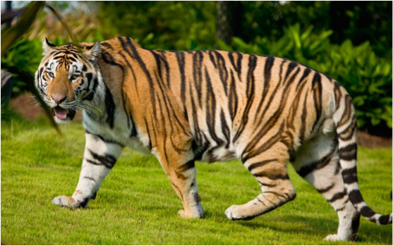 Tiger Taxonomy - Legs Of A Tiger (615x428), Png Download