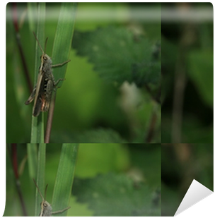 Single Peacock Feathers (400x400), Png Download