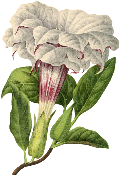 Flower, Plant, Blossom, Bloom, Vintage, Isolated - Angel Trumpet Flower Transparent (458x720), Png Download