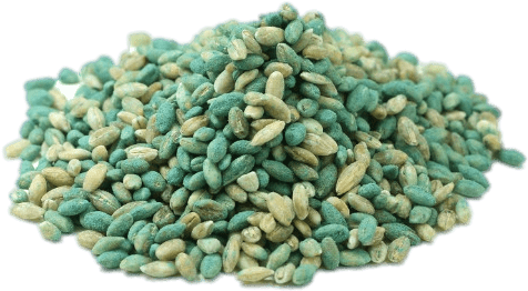 Download - Does Cat Poison Look Like (590x428), Png Download