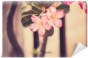 Desert Rose Or Impala Lily Or Mock Azalea Flower Vintage - Adenium Obesum (400x400), Png Download