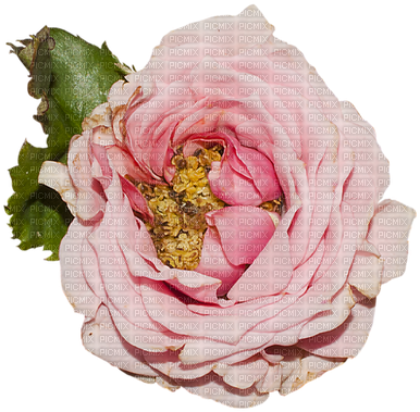 Flower - Vintage - Victoriabea - Garden Roses (400x392), Png Download