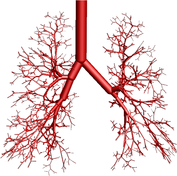 Bronchial Tree Model Alveoli (687x625), Png Download