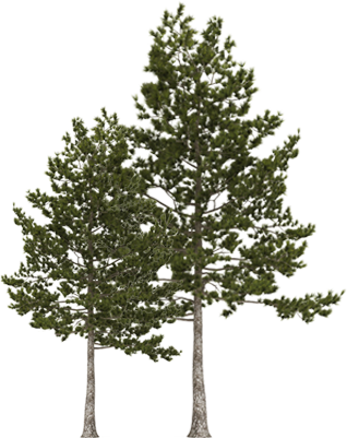 Trees - Pine (318x401), Png Download