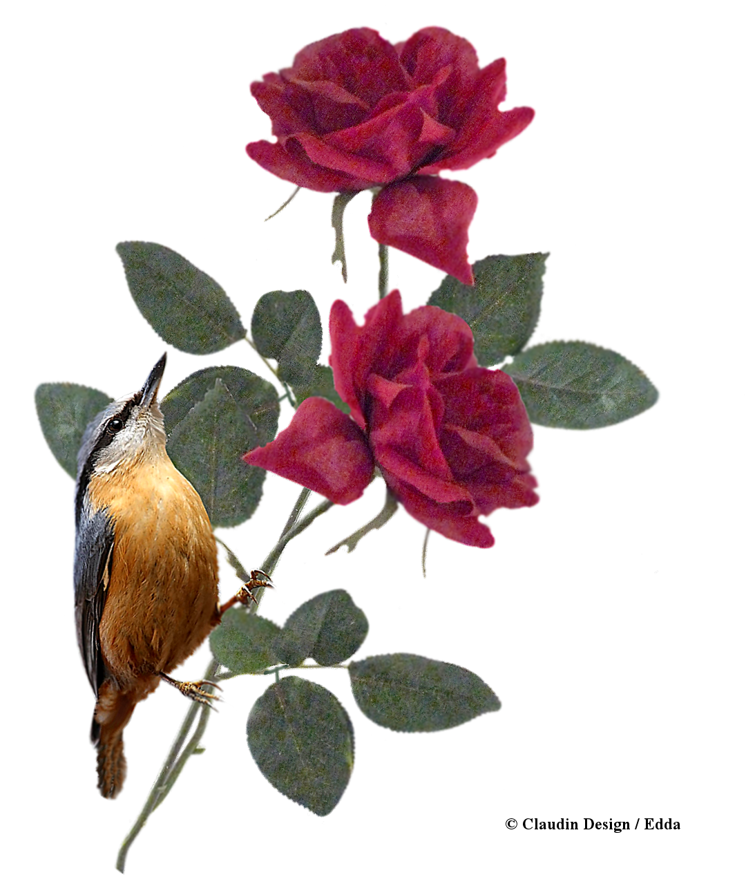 Graphic Royalty Free Library Freebie Cluster Rosen - Evergreen Rose (1300x1300), Png Download