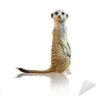 Printable Pictures Of Meerkats (400x400), Png Download