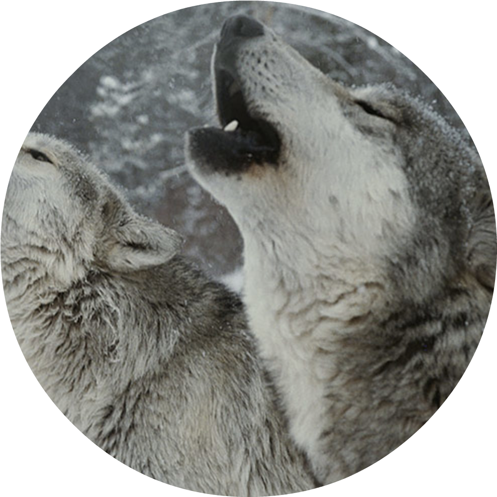 Fightermidnight - Poster: Dutcher's Trio Of Gray Wolves, Canis Lupus, (1484x1034), Png Download