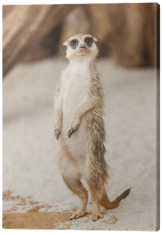 Meerkat (400x400), Png Download