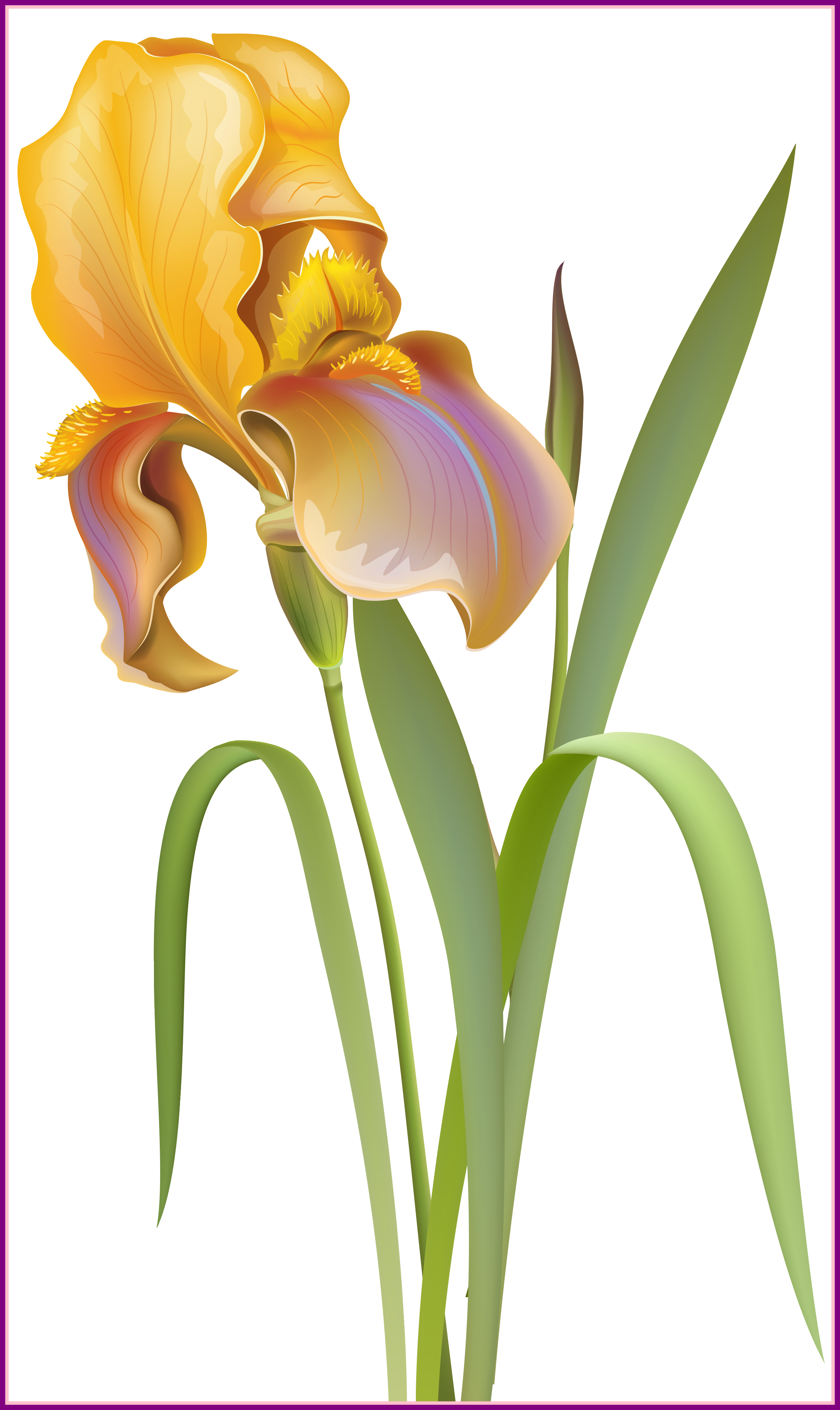 Amazing Iris Flower Png Clip Art Best Web Clipart Of - Flower (2450x4113), Png Download