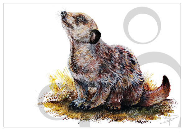 Meerkat (591x591), Png Download