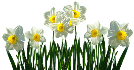 Daffodils, Osterglocken, Spring, Easter, Spring Flowers - Narcissen Png (458x340), Png Download