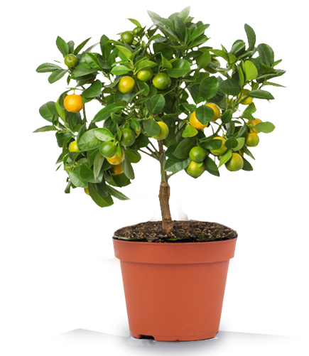 Lemon Plant In Pot With White Background (700x500), Png Download