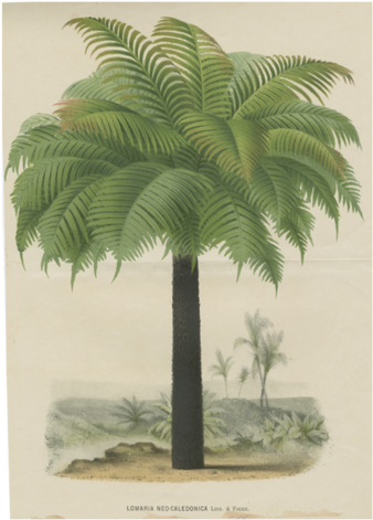 Palm - John Derian (500x500), Png Download