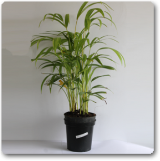 Good Luck Palm (332x455), Png Download