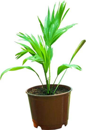 Houseplant (600x600), Png Download