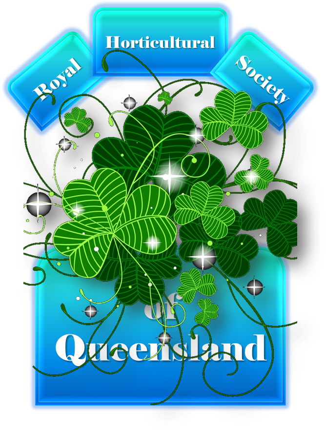 Saint Patrick's Day - Coque Apple Ipad Mini Trefle Porte Bonheur (678x900), Png Download