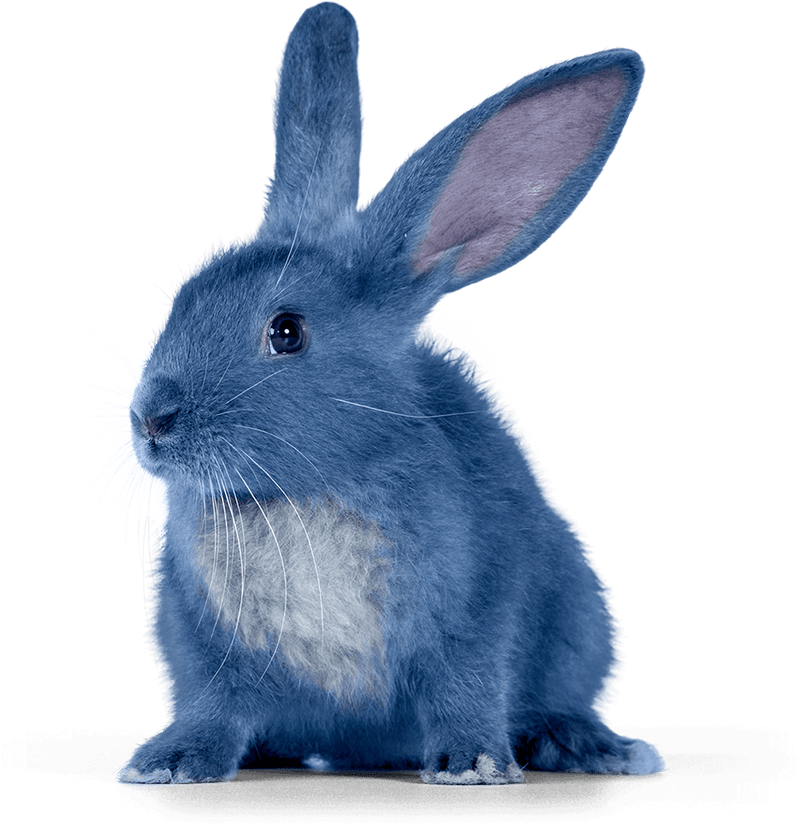 Bleach Logo Png - Blue Bunny (800x832), Png Download