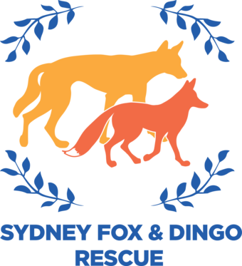 Sydney Fox (340x373), Png Download