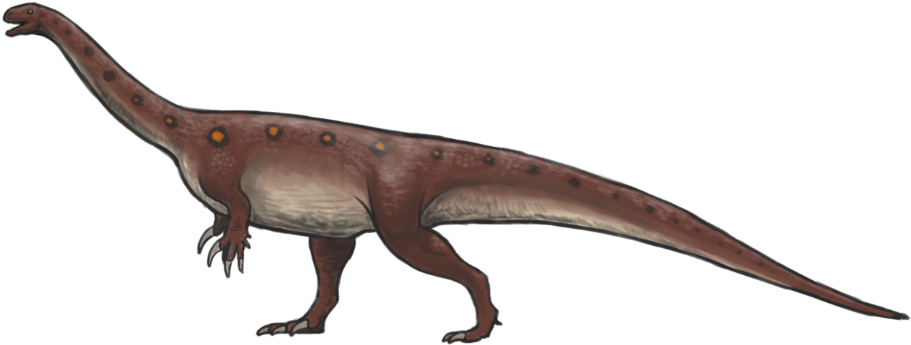 Massospondylus Reconstruction - Massospondylus (1306x579), Png Download