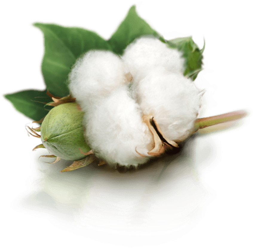 Download Free Png Cotton Plant Png Images Transparent Cotton Png PNG Image with No Background