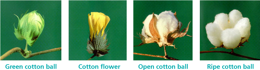 Growth Stages Of Cotton With Swicofil, Expert In Yarn - Yarn (900x260), Png Download