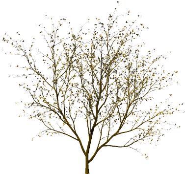 Thin Tree Without Leaves (388x367), Png Download