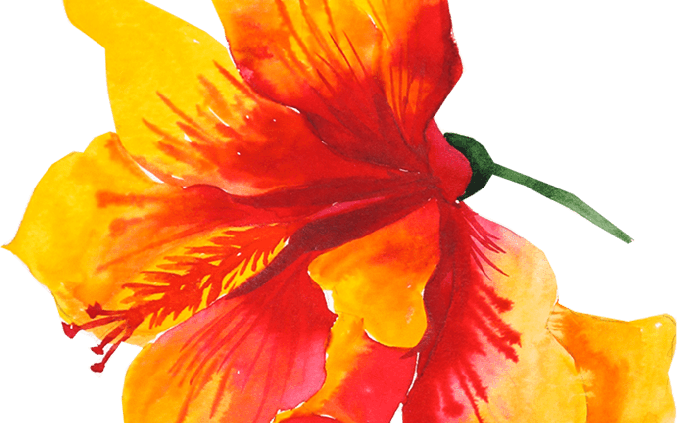 Flower Yellow Watercolor Painting Drawing Aloha 1586*1957 - Boho Chic-hawaiisches Blumen-baumwollthrow-kissen Rundes (1368x855), Png Download