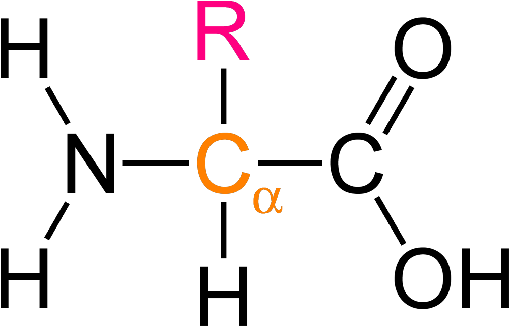 Alpha Amino Ac - Molecule Of Protein (1100x741), Png Download