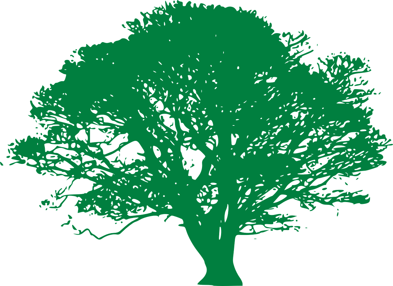 Tree-307149 - Oak Tree With Transparent Background (1280x930), Png Download