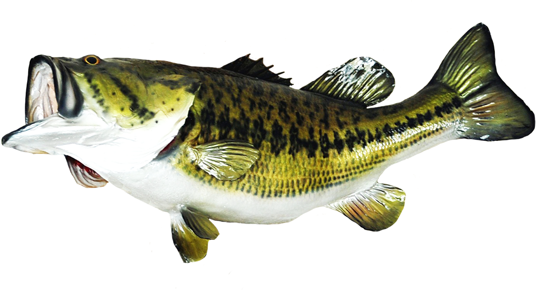 Fish Clip Art - Bass Fish Png (1181x621), Png Download