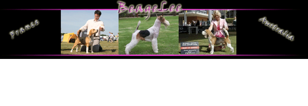 Ch Blackdale Ringmaster - Brittany (622x214), Png Download