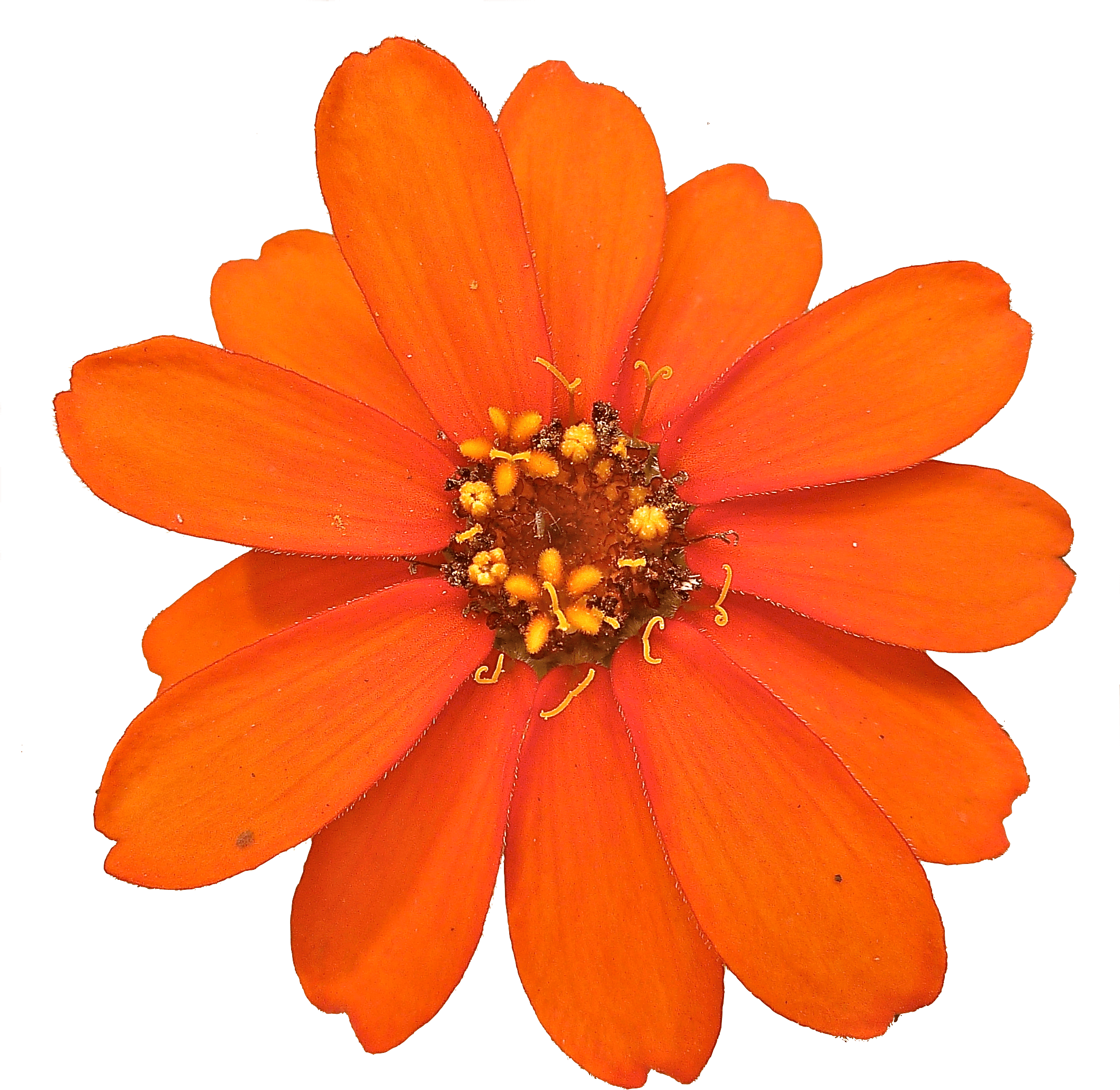 Zinnia Angustifolia (2115x2123), Png Download
