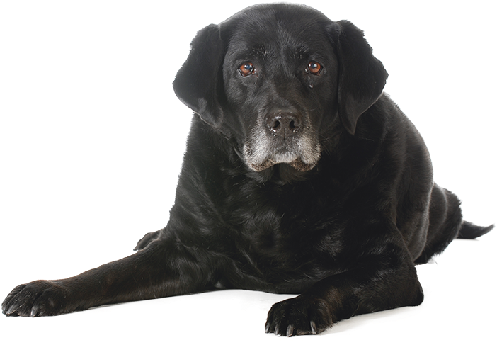 Puppy Adult Senior Dogs (747x552), Png Download
