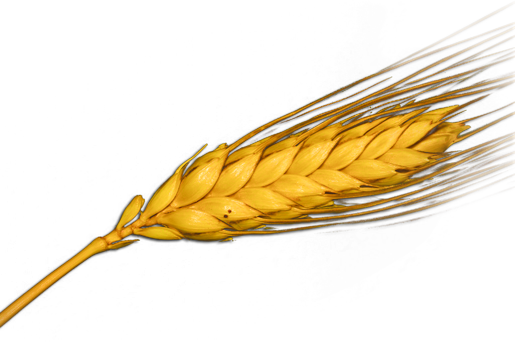 Insumos Y Accesorios Para Cerveza Artesanal - Espiga (1024x683), Png Download