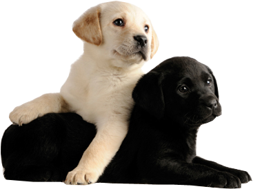 Dog - Black Labrador And White Labrador (500x332), Png Download