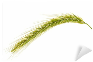 Maize (400x400), Png Download