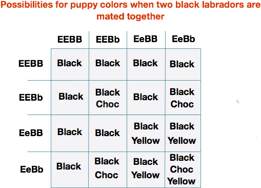 Labrador Color Chart