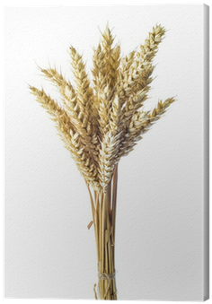 Manojo De Espigas De Trigo Aisladas Sobre Fondo Blanco - Wheat (400x400), Png Download