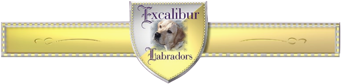 Excalibur Labradors - Labrador Retriever (1100x283), Png Download