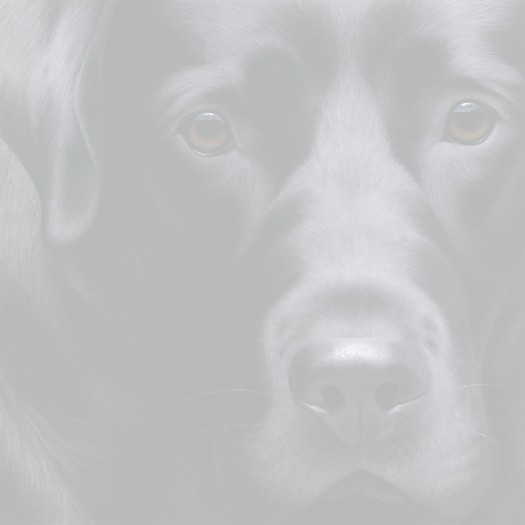 Labrador Retriever (750x750), Png Download