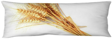 Espigas De Trigo Aisladas Sobre Fondo Blanco Body Pillow - Wheat (400x400), Png Download